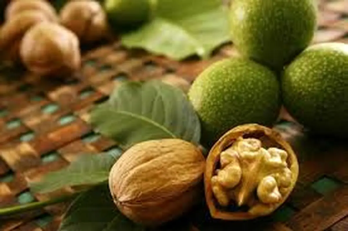 پیش‌بینی تولید ۳۷۰ تُن گردو در نور