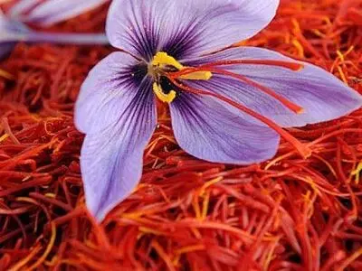 تولید قرص زعفران برای مهار سلول‌های سرطانی