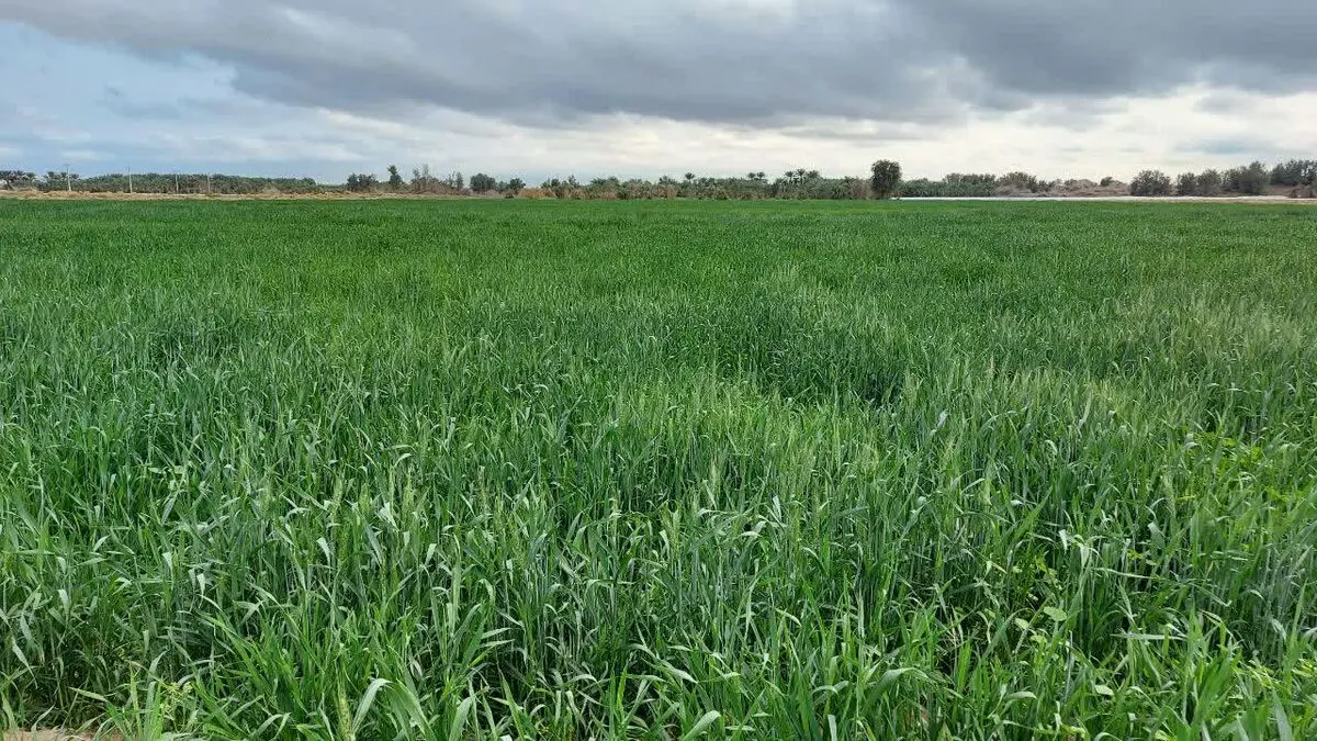 بیش از ۳۵۰۰ هکتار از اراضی کشاورزی بمپور به زیر کشت گندم رفت