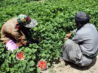 پیش بینی 46 هزار تن  برداشت توت فرنگی از مزارع کردستان
