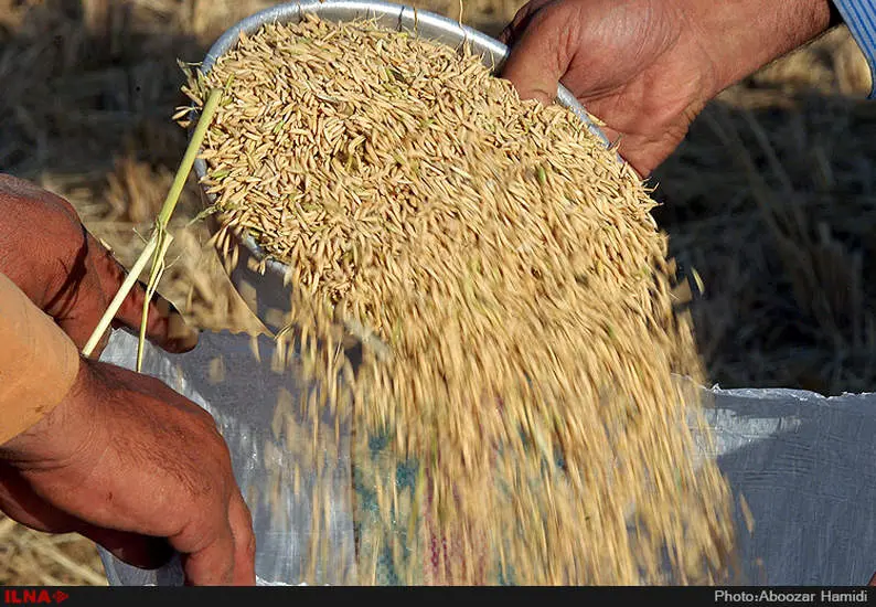 آخرین برداشت خوشه های طلایی برنج در "روستای پارودبار"رودبار گیلان