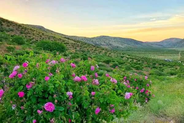 220 هزار قلمه گل محمدی در استان مرکزی تولید شد 