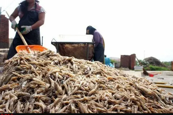 Shrimp export to Russia increased 3.5 times