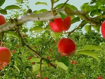 آغاز پرداخت یارانه صادراتی به صادرکنندگان سیب درختی آذربایجان غربی