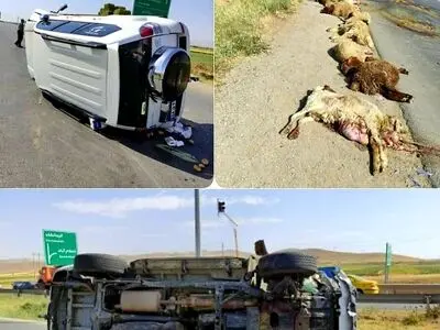 جان باختن چوپان کرمانشاهی در حادثه رانندگی سراب نیلوفر/ 22 راس گوسفند تلف شدند