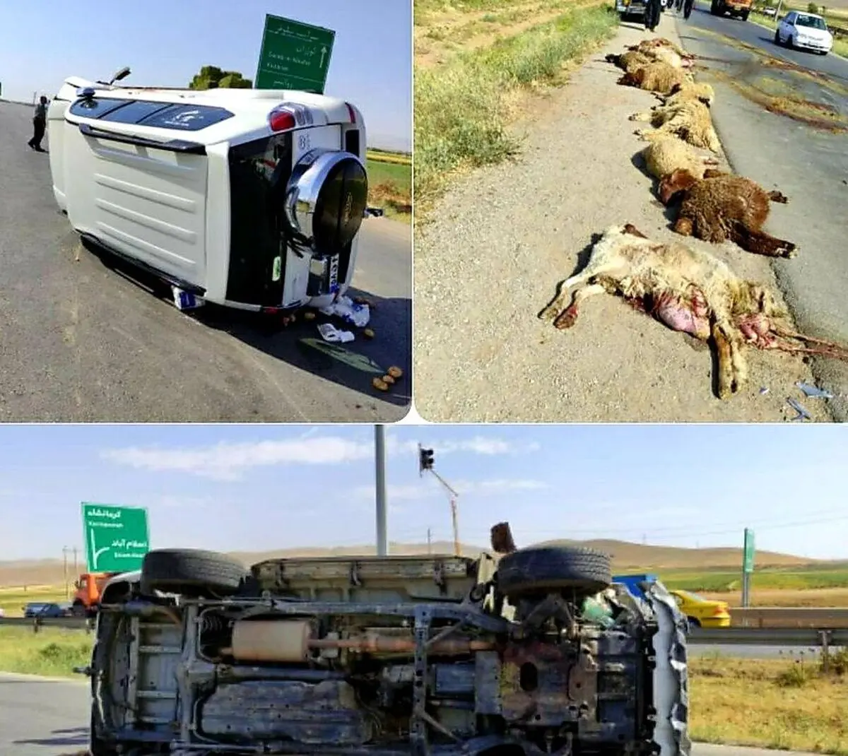 جان باختن چوپان کرمانشاهی در حادثه رانندگی سراب نیلوفر/ 22 راس گوسفند تلف شدند