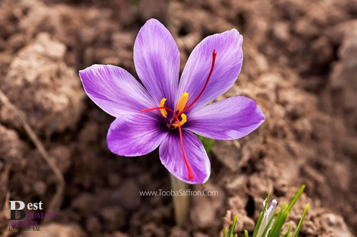 نکات خرید زعفران