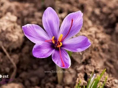 نکات خرید زعفران