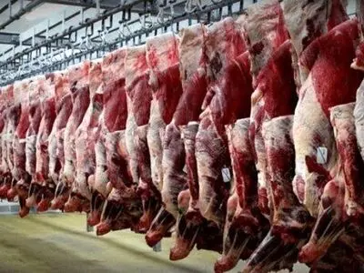 واردات گوشت در اوج تولید دام زنده
