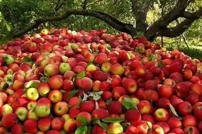 سیب آذربایجان غربی در آستانه برداشت و صادرات همچنان بلاتکلیف /باغداران نگران فروش دسترنج یک ساله هستند 