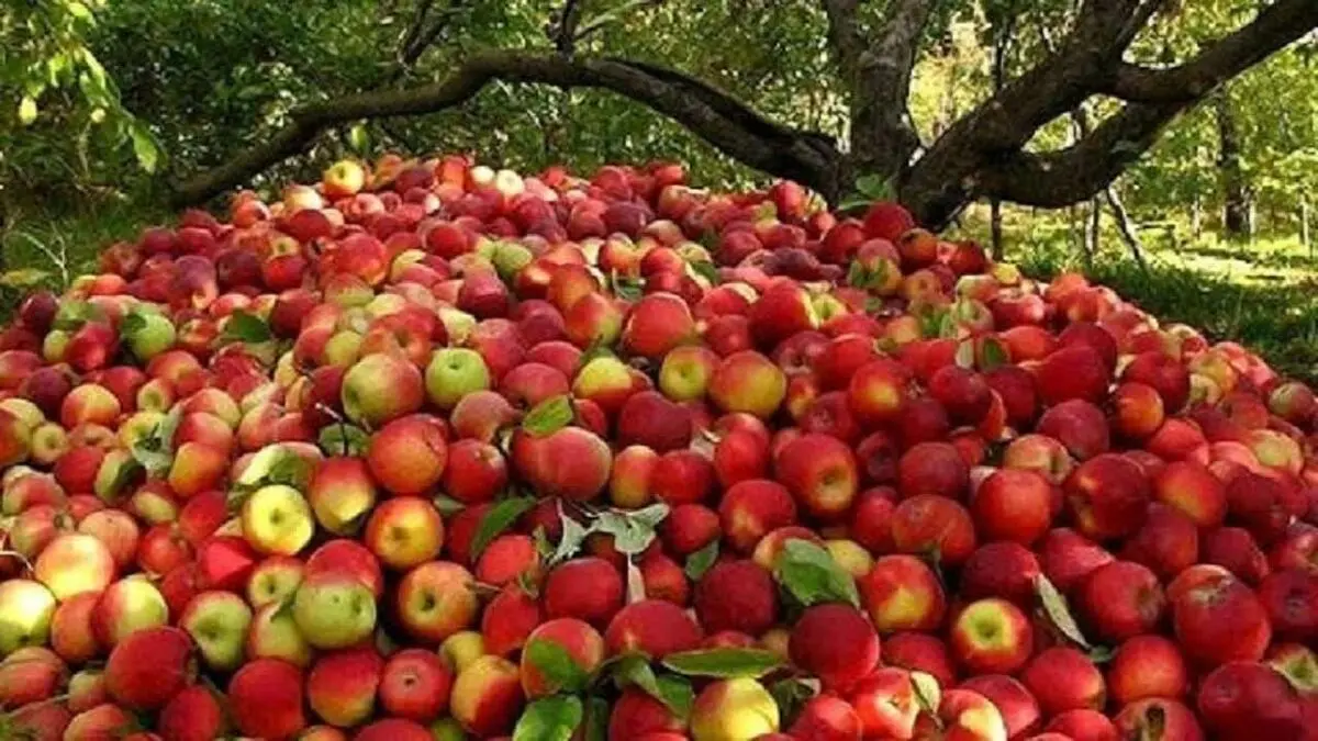 سیب آذربایجان غربی در آستانه برداشت و صادرات همچنان بلاتکلیف /باغداران نگران فروش دسترنج یک ساله هستند 