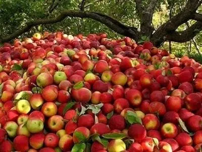 سیب آذربایجان غربی در آستانه برداشت و صادرات همچنان بلاتکلیف /باغداران نگران فروش دسترنج یک ساله هستند 