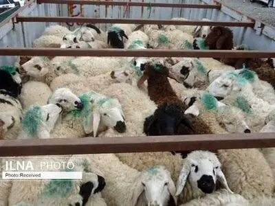 توصیه سازمان دامپزشکی برای پیشگیری از تب کنگو در آستانه عید قربان