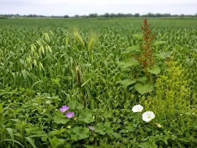 تشدید مبارزه با علف‌های هرز و حلزون در مزارع بابلسر