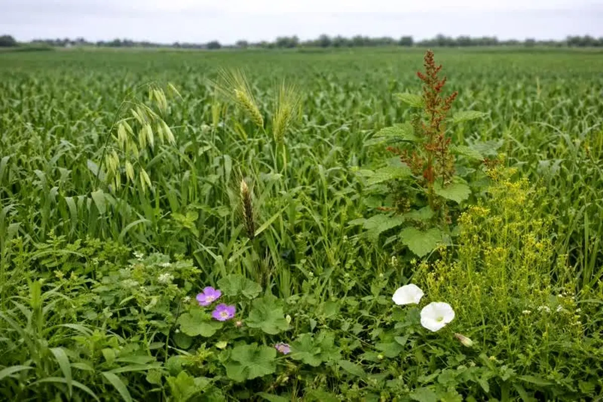 تشدید مبارزه با علف‌های هرز و حلزون در مزارع بابلسر