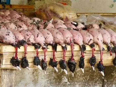 راه‌اندازی واحدهای پرورش اردک وحشی برای جلوگیری از شکار پرندگان مهاجر 