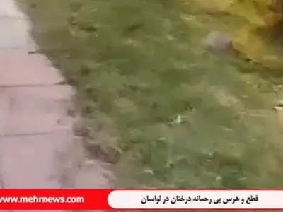 قطع درختان در لواسان + فیلم