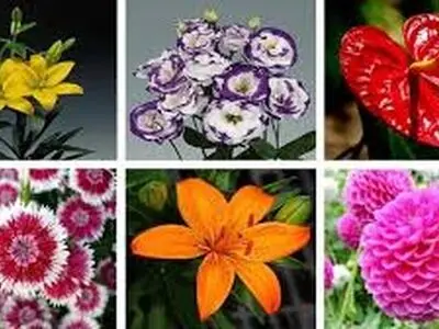 افزایش 3 برابری تولید گل و گیاه در گیلان