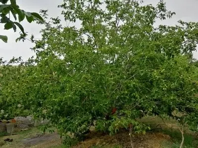 تاثیر قیمت دلار بر قیمت نهال گردو چگونه می‌باشد؟