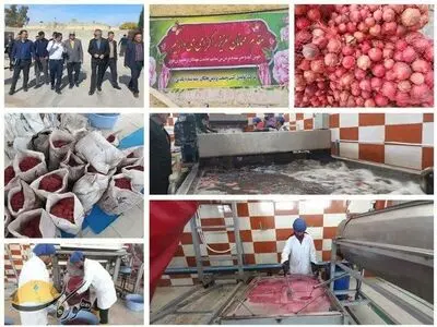شروع به کار دوباره واحد فرآوری انار «قطرونار» نی‌ریز با ۳۰ کارگر