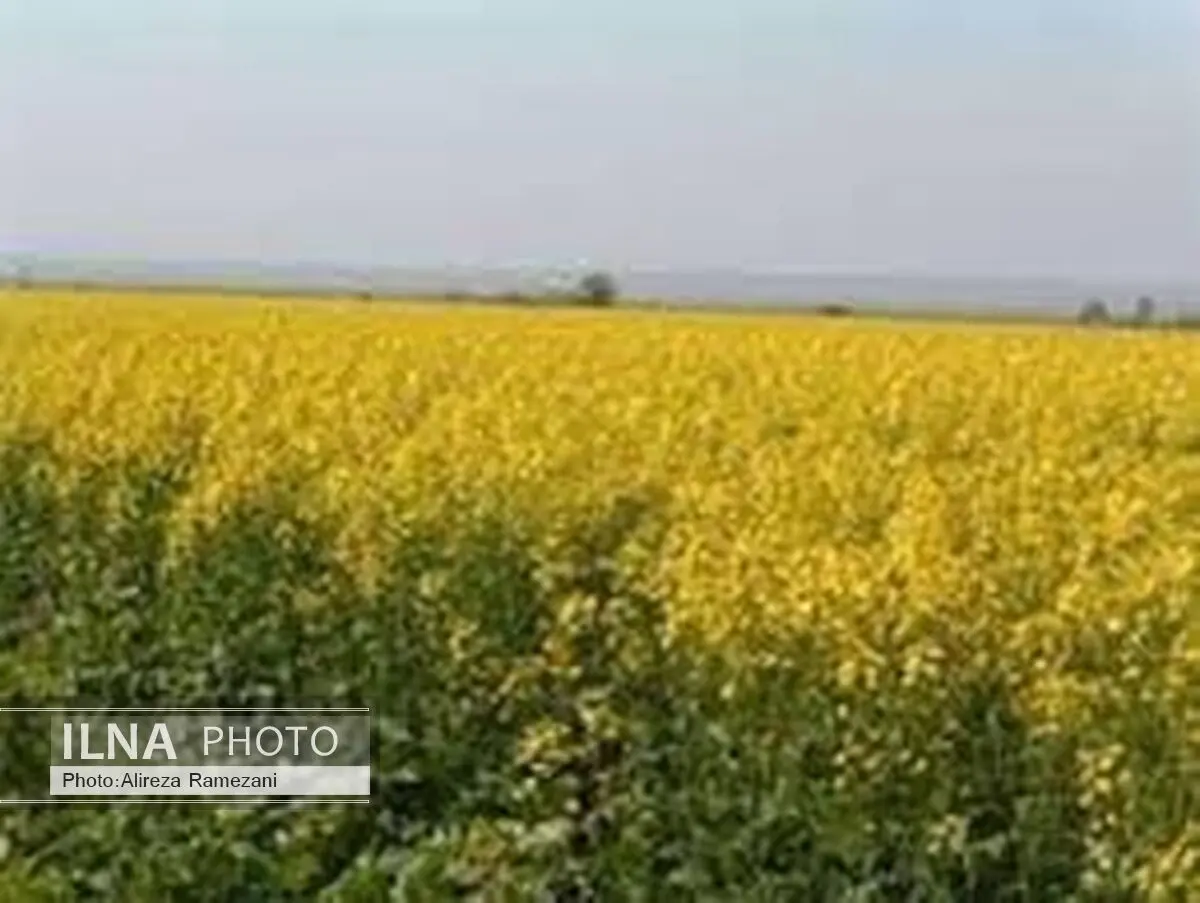 توسعه کشت کلزا یکی از هشت طرح اقتصاد مقاومتی در جهاد کشاورزی است
