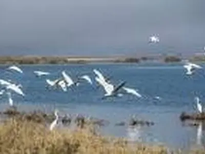 آغاز کوچ گسترده پرندگان مهاجر به کرمانشاه از اواخر آذر ماه