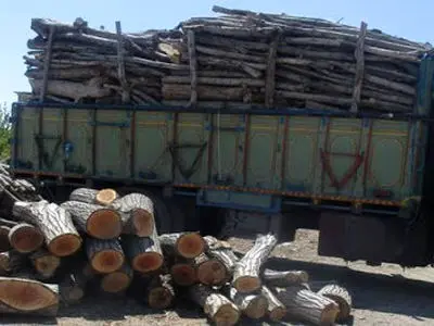 حمل چوب منوط به اخذ مجوز از سوی منابع طبیعی است