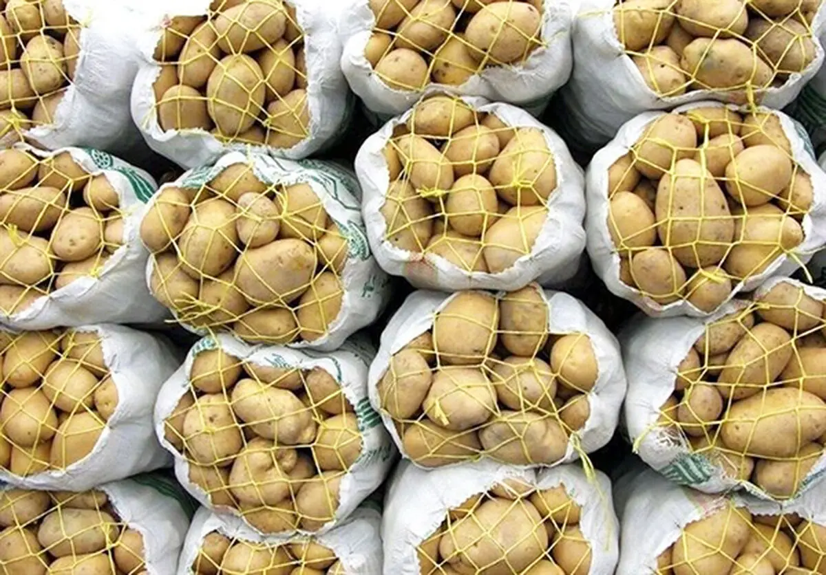 انباشت سیب زمینی محصول الگوی کشت وزارت کشاورزی/ چرا آمار دقیق  تولید ارائه نمی‌شود؟