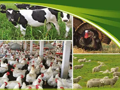 فیداکسپو باید فضای رقابتی در صنعت خوراک ایجاد کند