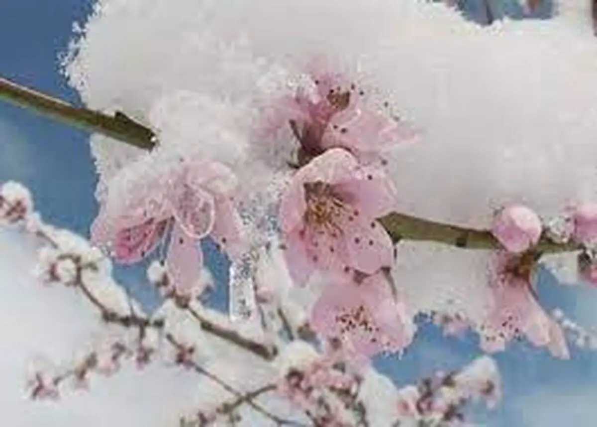 بارش 70 سانتی‌متری برف بهاری در استان مرکزی 