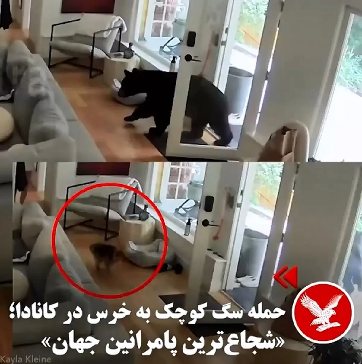 حمله سگ کوچک به به خرس در کانادا + فیلم