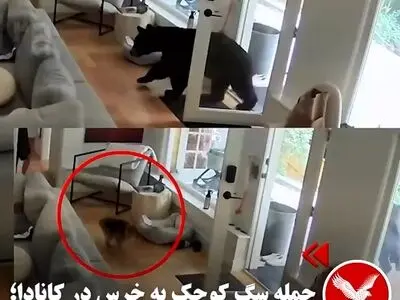 حمله سگ کوچک به به خرس در کانادا + فیلم