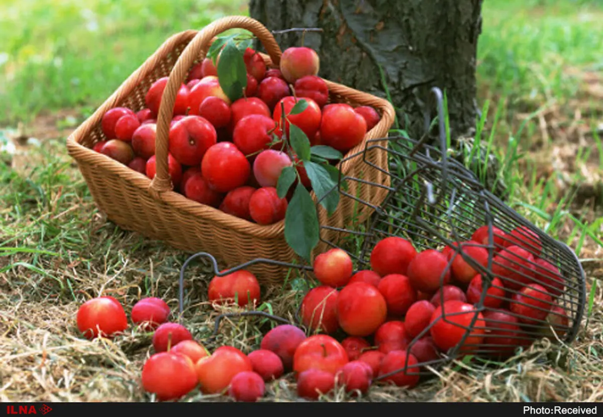 آغاز خرید سیب صنعتی غرب کشور از امرز