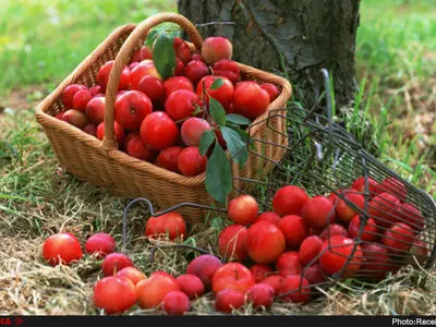 فواید بی‌نظیر خوردن سیب به صورت ناشتا 