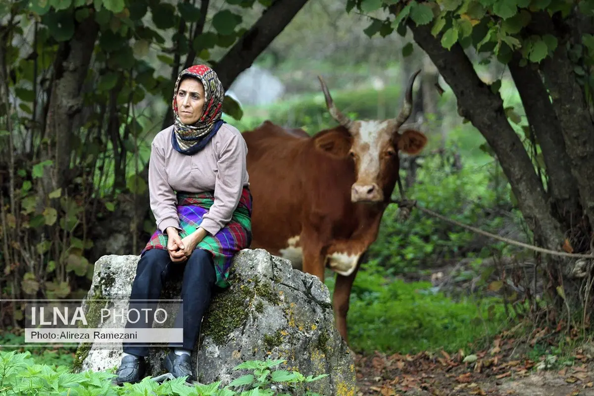 «خانهای در مه» به پرتغال رفت