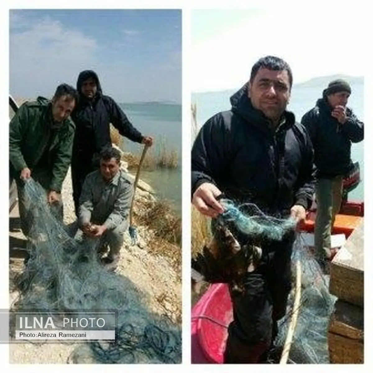 رهاسازی پرنده گرفتار شده در تور دام صید ماهی در تالاب سولدوز نقده