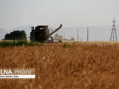 خرید ۷۲هزار تن گندم از کشاورزان لرستانی