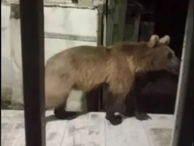 مشاهده یک قلاده خرس قهوه ای در نزدیکی مناطق مسکونی ییلاقات تالش