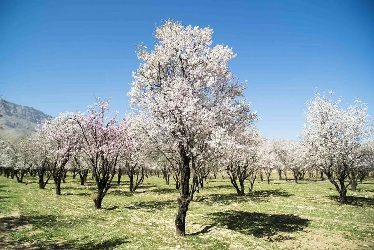 باز پس گیری43 هزار  متر مربع از اراضی ملی  مهارلو از دست  زمین‌خواران