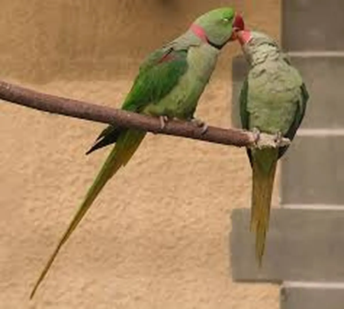 برشی از زندگی جذاب طوطی ها در طبیعت/ ویدئو