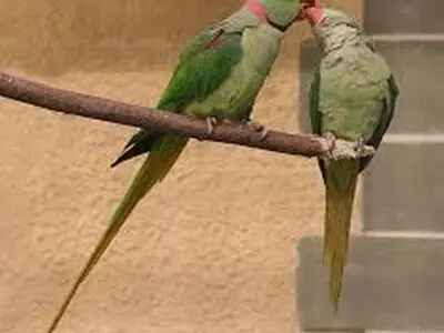 برشی از زندگی جذاب طوطی ها در طبیعت/ ویدئو
