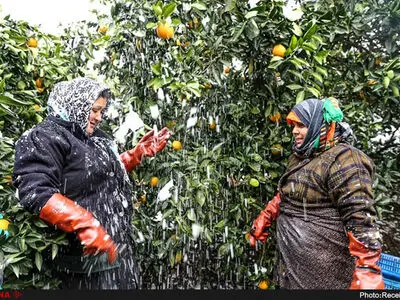 بازار پرتقال در دست مافیای دلالان/کشاورزان شمالی از ترس گندیدن میوه‌هایشان، مفت‌فروشی می‌کنند