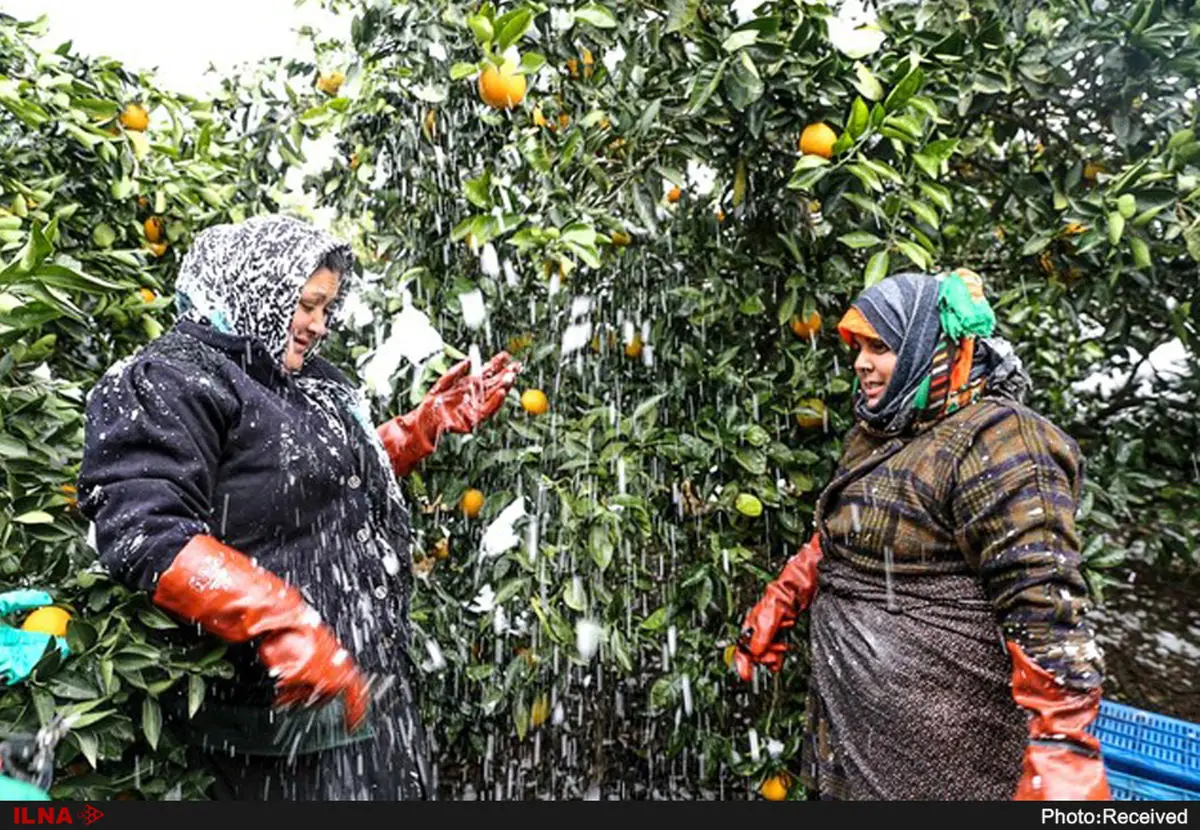 بازار پرتقال در دست مافیای دلالان/کشاورزان شمالی از ترس گندیدن میوه‌هایشان، مفت‌فروشی می‌کنند