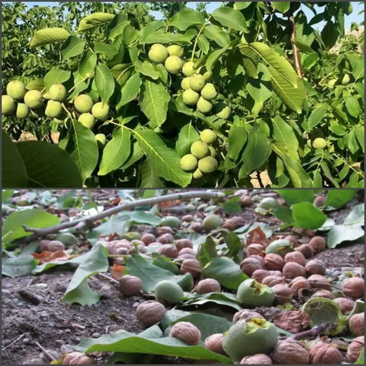 برداشت بیش از ۱۰ هزار تن گردو از باغات آذربایجان غربی / استان دارای رتبه ششم کشوری در تولید گردو