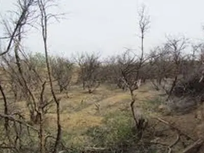۸۰ درصد باغات براآن جنوبی در شرق اصفهان خشک شدند