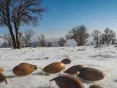گزارش های دریافتی از اولین بارش های برفی پاییزی در خوزستان 