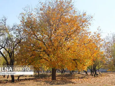 سومین تور گردشگری مادر و کودک در باغستان سنتی قزوین برگزار شد