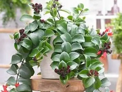 با گیاه رژ لب بیشتر آشنا شوید