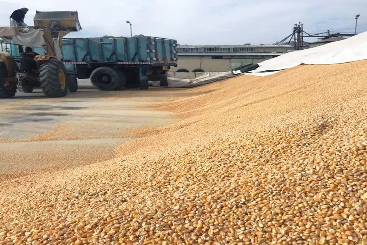 توزیع 67 هزار تن نهاده دامی میان دامداران قزوینی