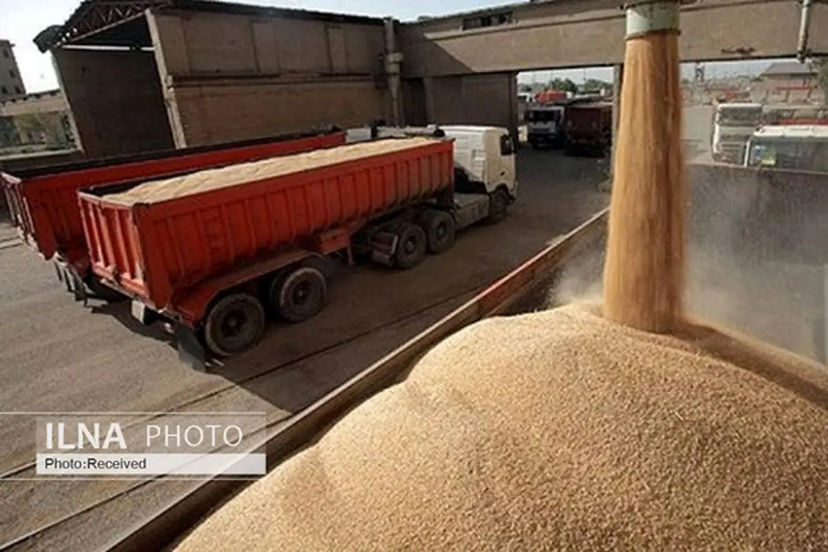 خریداری حدود ۴۰۹ تن گندم از کشاورزان استان همدان